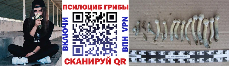 цена   Чаплыгин  Псилоцибиновые грибы Psilocybine cubensis 